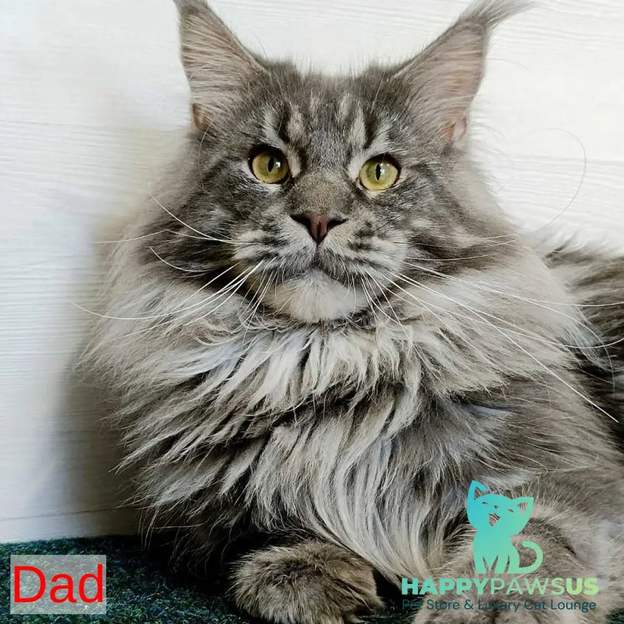 Quester King Maine Coon male blue tabby - live animals
