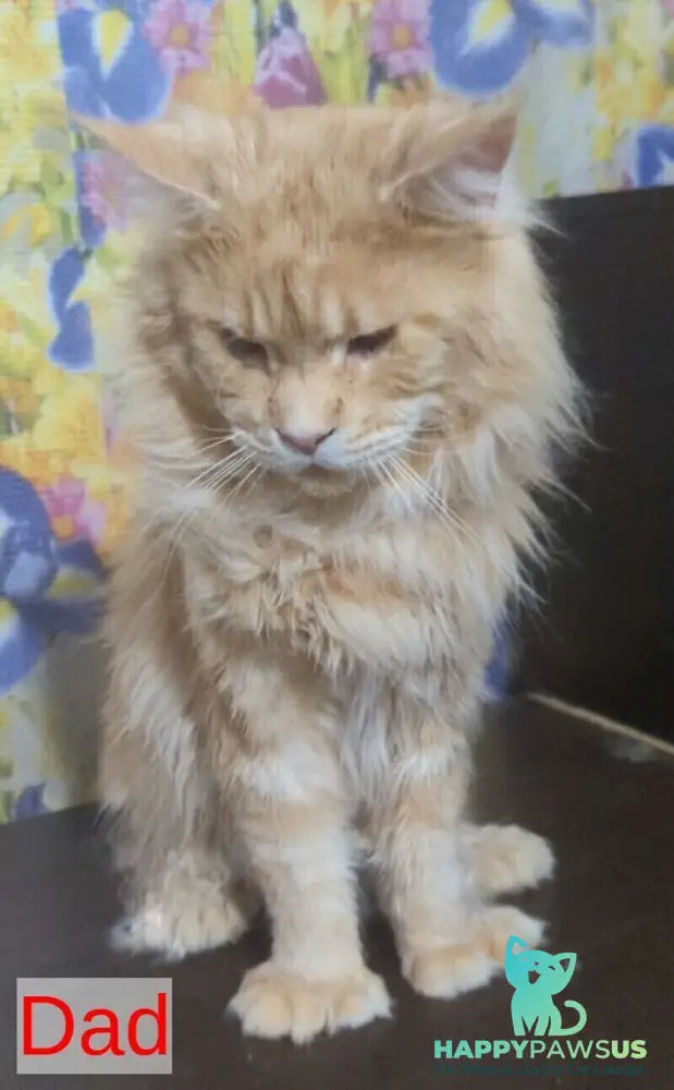 Question Maine Coon polydactyl male black live animals