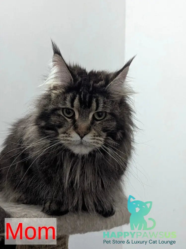 Question Maine Coon polydactyl male black live animals
