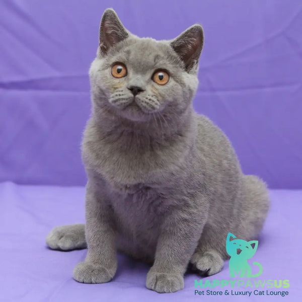 Questor British Shorthair male blue - live animals