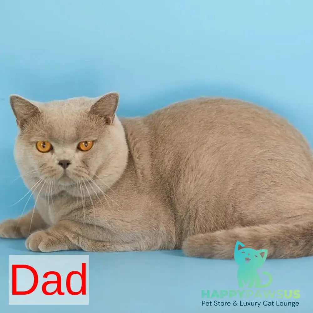 Questor British Shorthair male blue - live animals