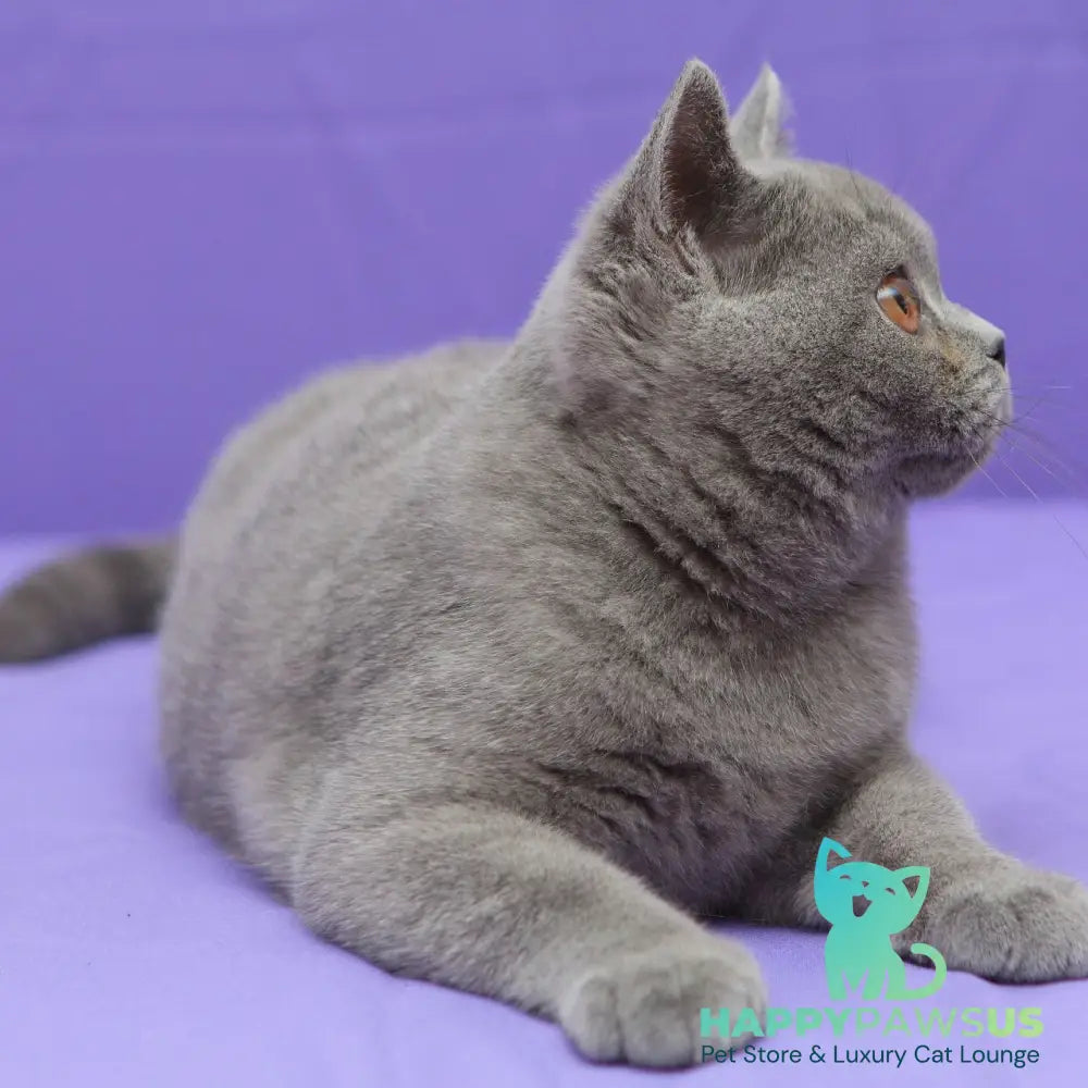 Questor British Shorthair male blue - live animals