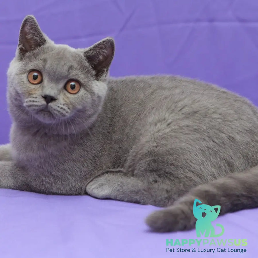 Questor British Shorthair male blue - live animals