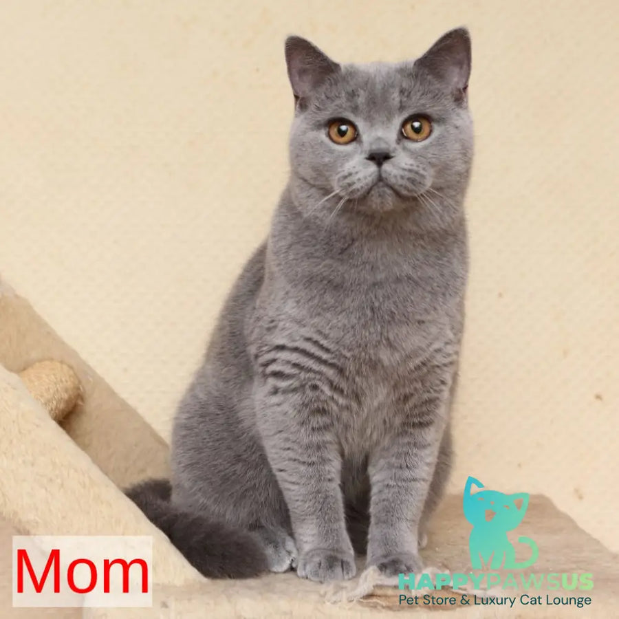 Questor British Shorthair male blue - live animals