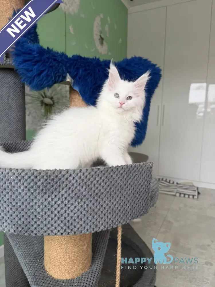 Queto Maine Coon female white live animals