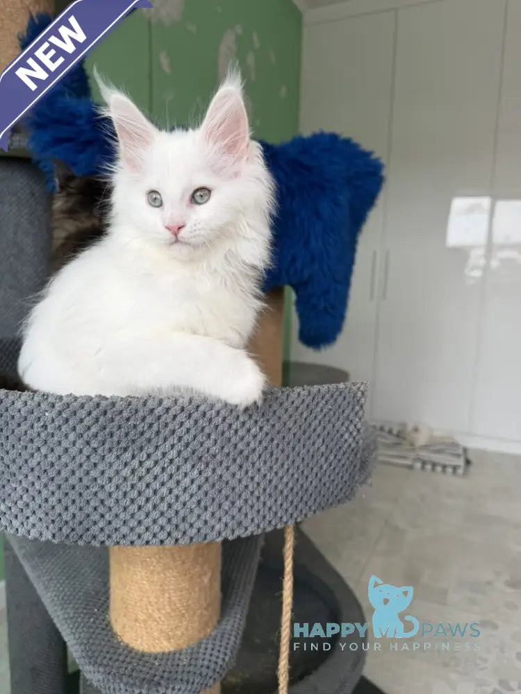 Queto Maine Coon female white live animals