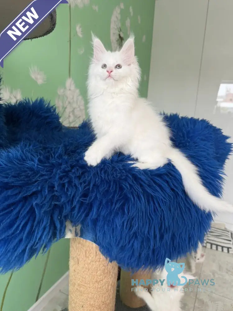 Queto Maine Coon female white live animals