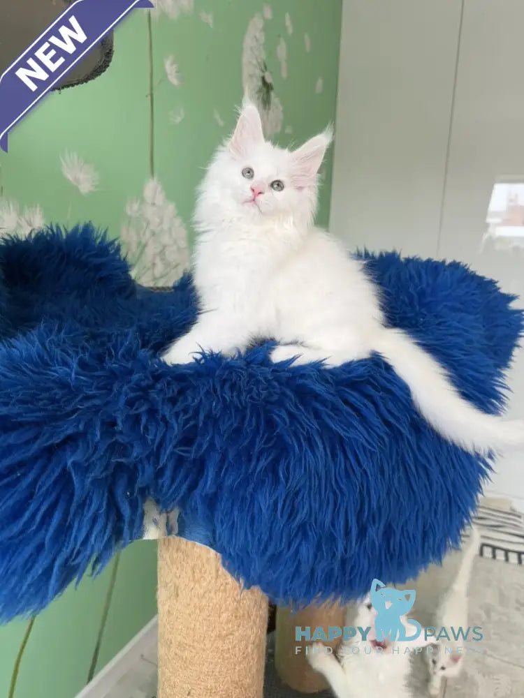 Queto Maine Coon female white live animals