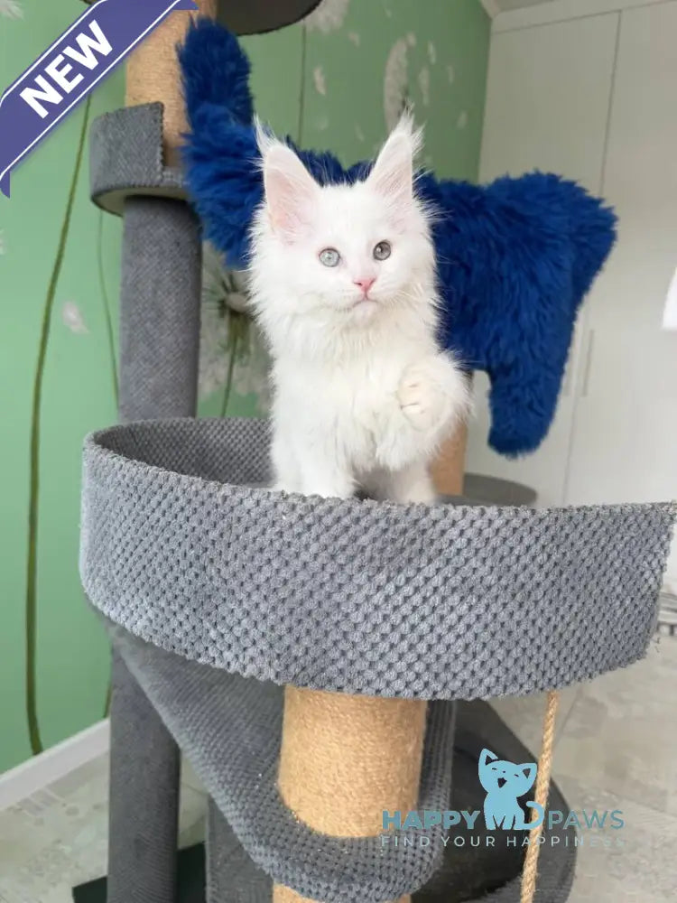 Queto Maine Coon female white live animals