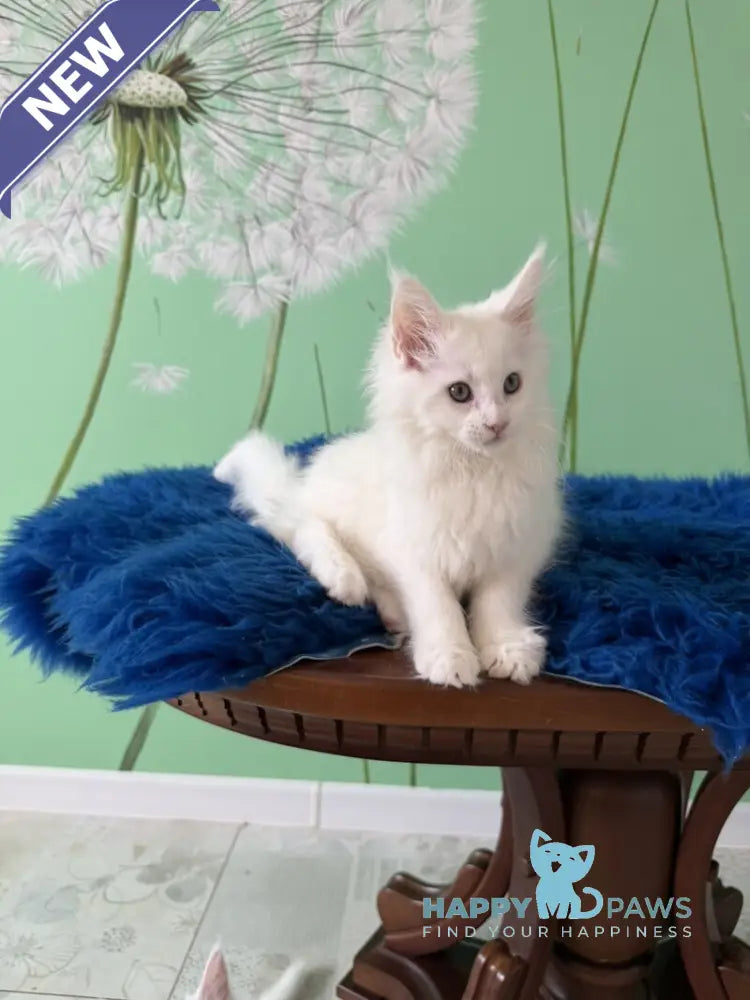 Queto Maine Coon female white live animals