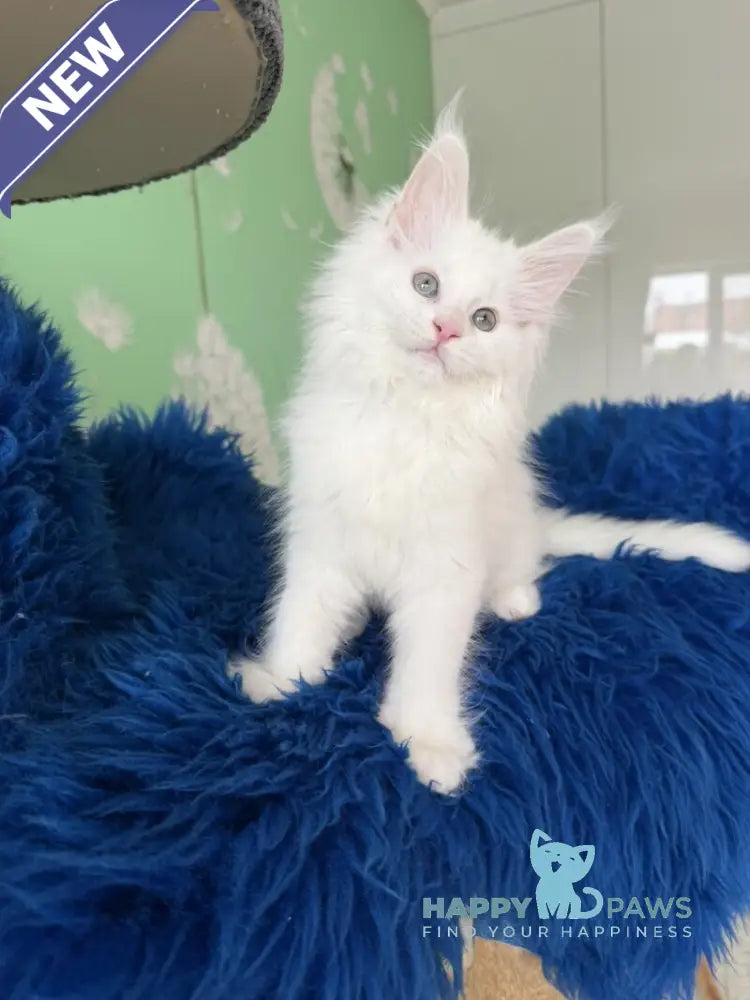 Queto Maine Coon female white live animals