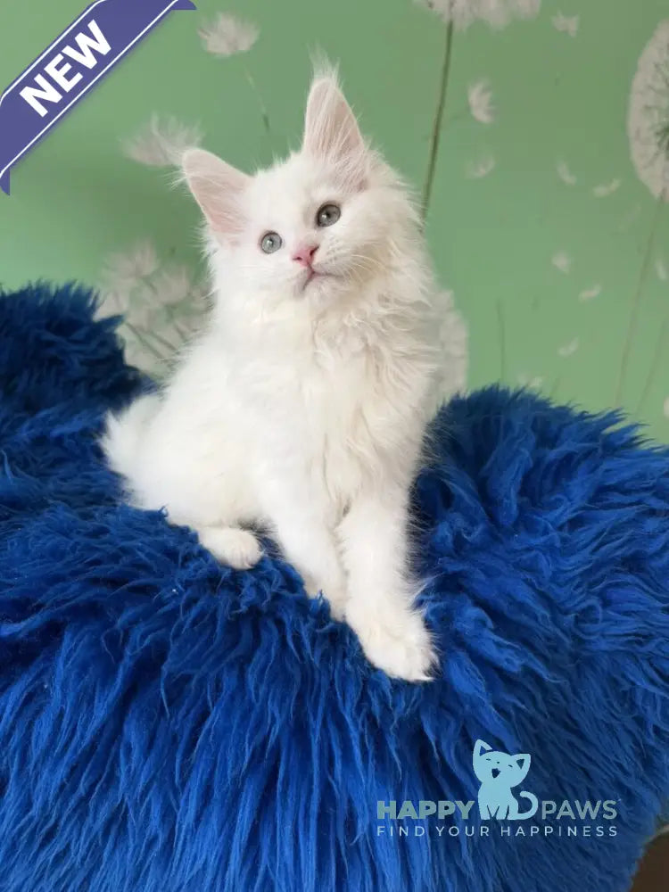 Queto Maine Coon female white live animals