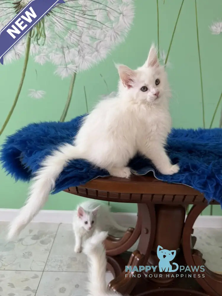 Queto Maine Coon female white live animals