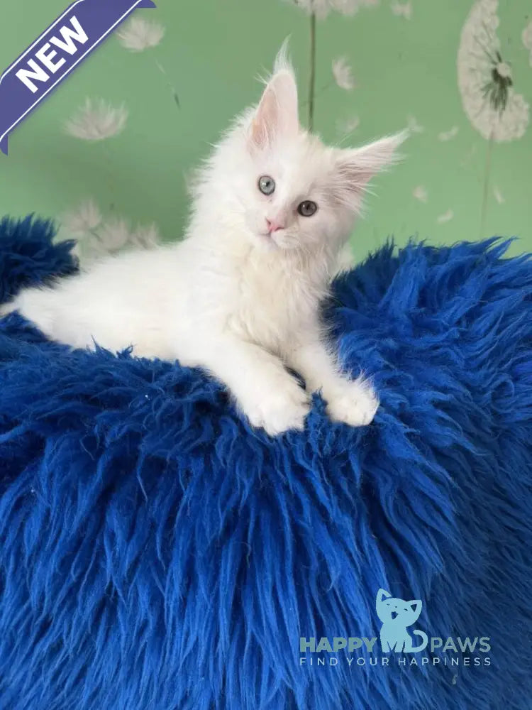 Queto Maine Coon female white live animals