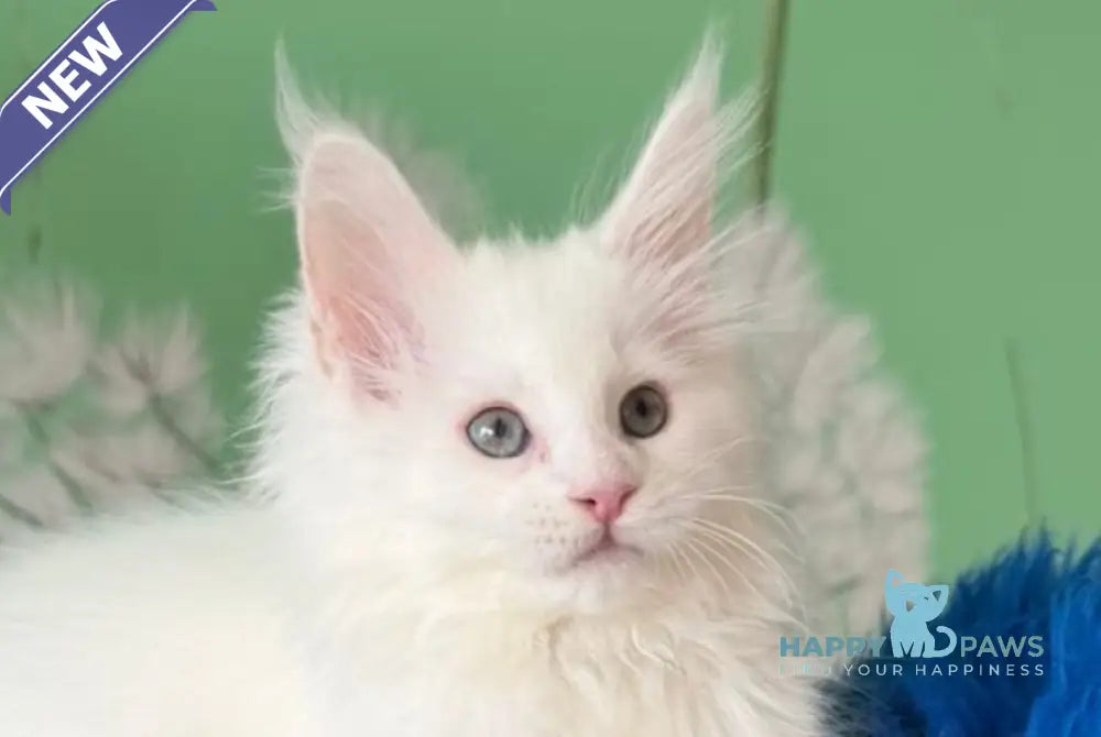 Queto Maine Coon female white live animals