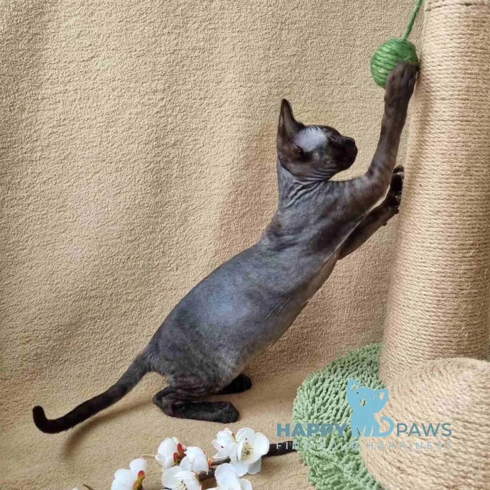 Quetta Devon Rex female black live animals