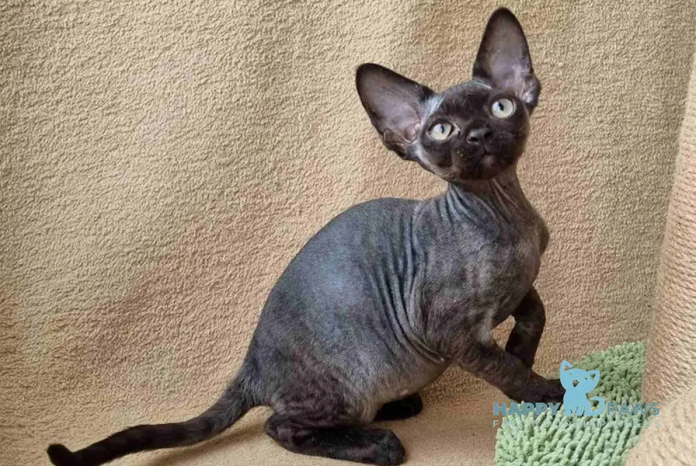 Quetta Devon Rex female black live animals