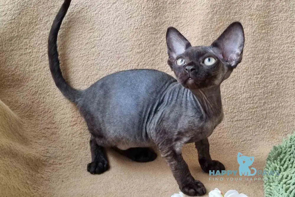 Quetta Devon Rex female black live animals