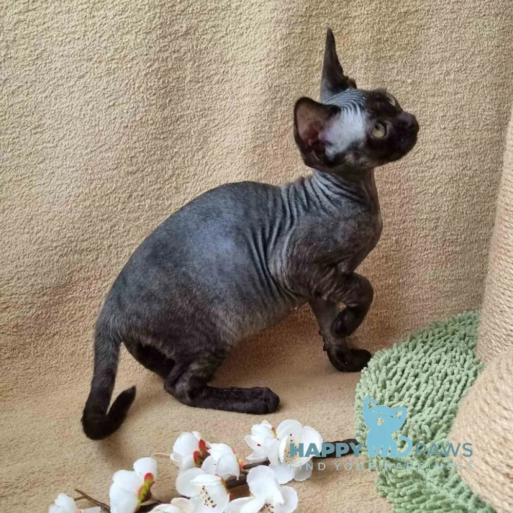 Quetta Devon Rex female black live animals