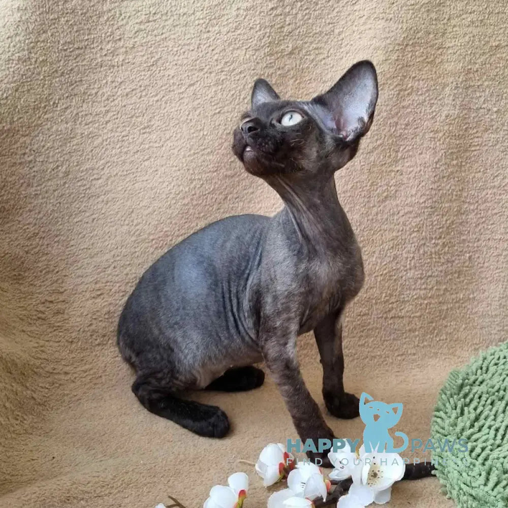Quetta Devon Rex female black live animals