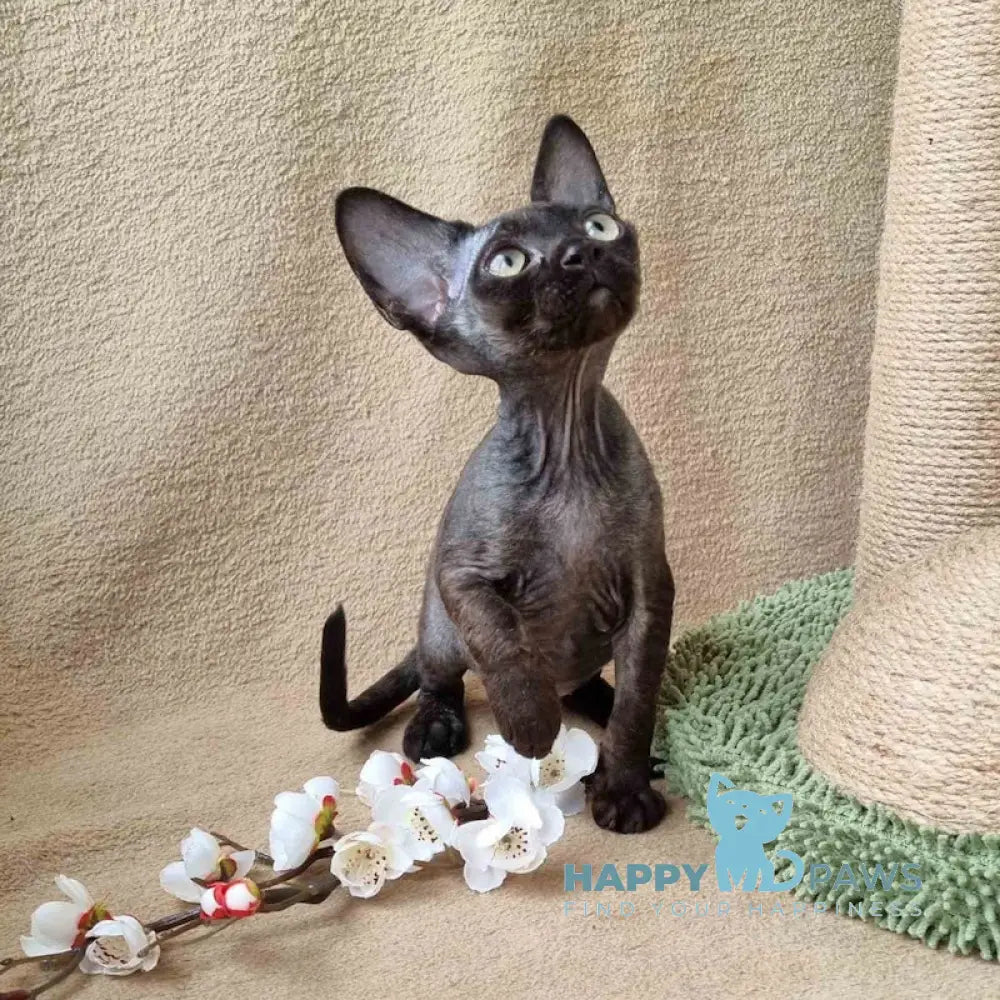 Quetta Devon Rex female black live animals
