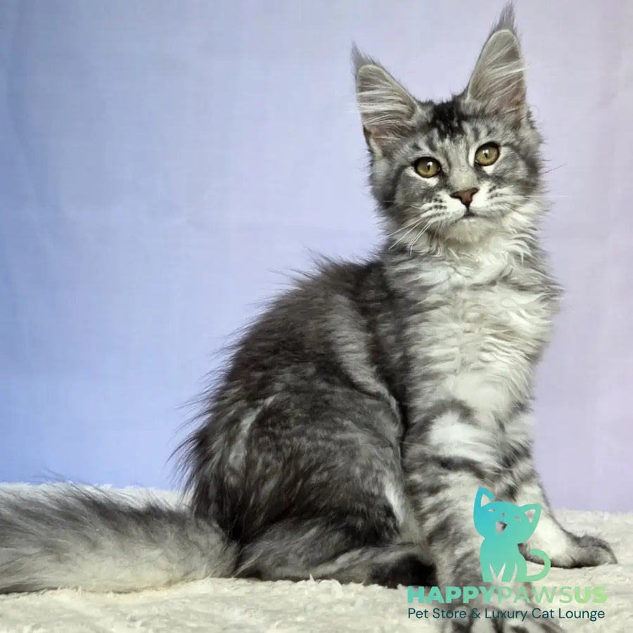 Quetzal Maine Coon female black silver ticked tabby - live animals