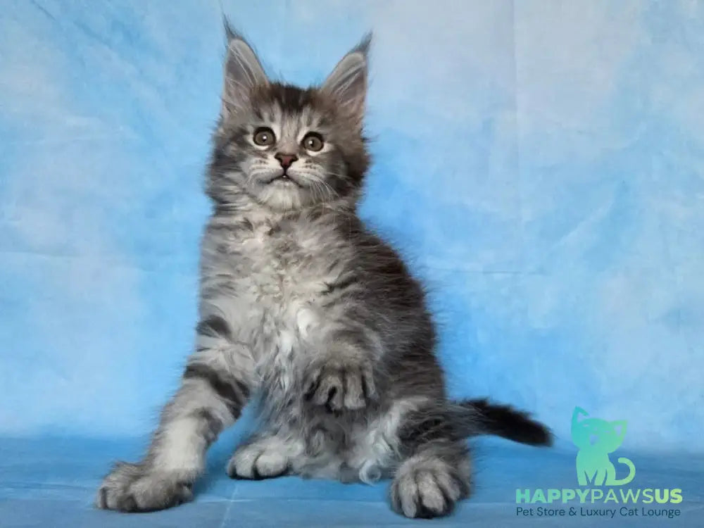 Quetzal Maine Coon female black silver ticked tabby - live animals