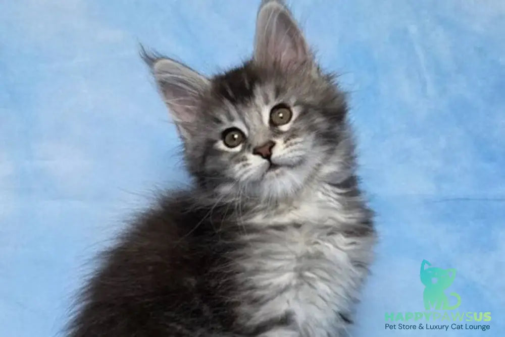 Quetzal Maine Coon female black silver ticked tabby - live animals