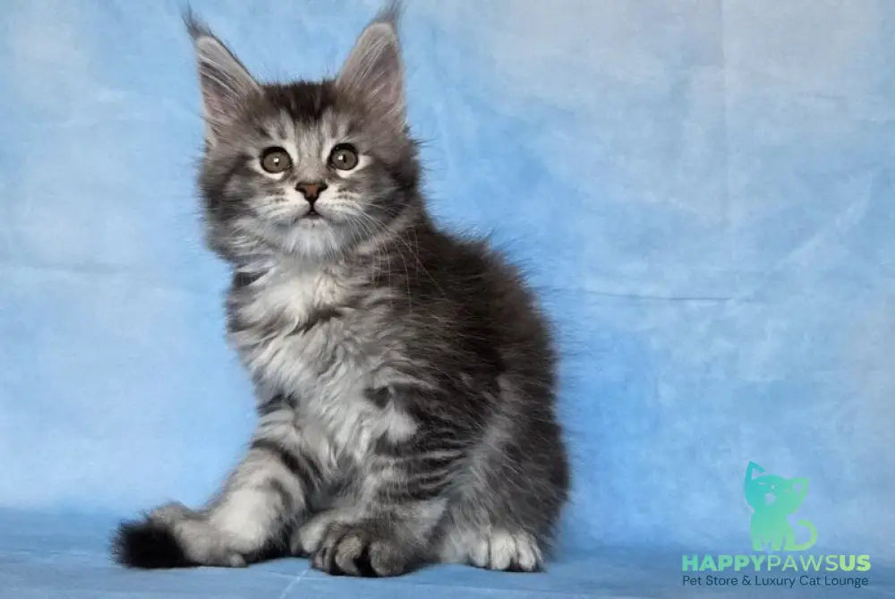 Quetzal Maine Coon female black silver ticked tabby - live animals