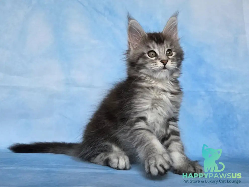Quetzal Maine Coon female black silver ticked tabby - live animals