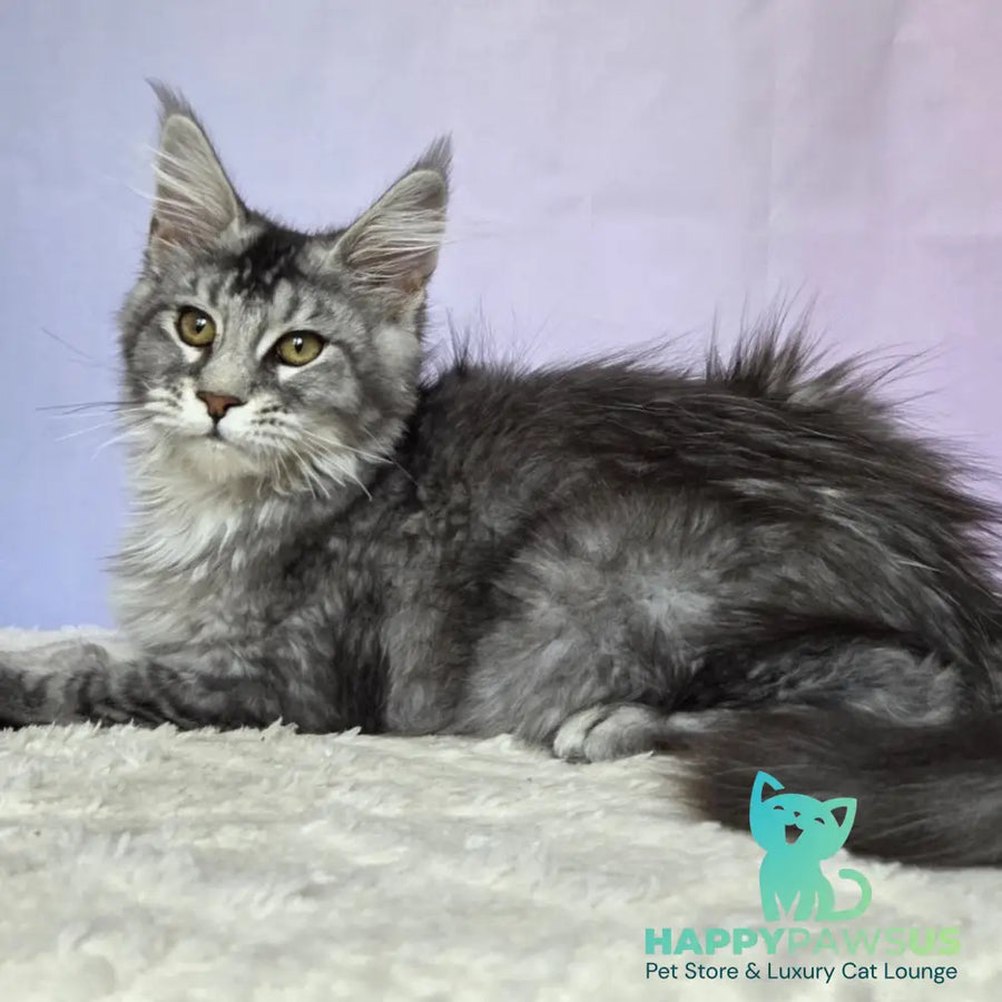 Quetzal Maine Coon female black silver ticked tabby - live animals