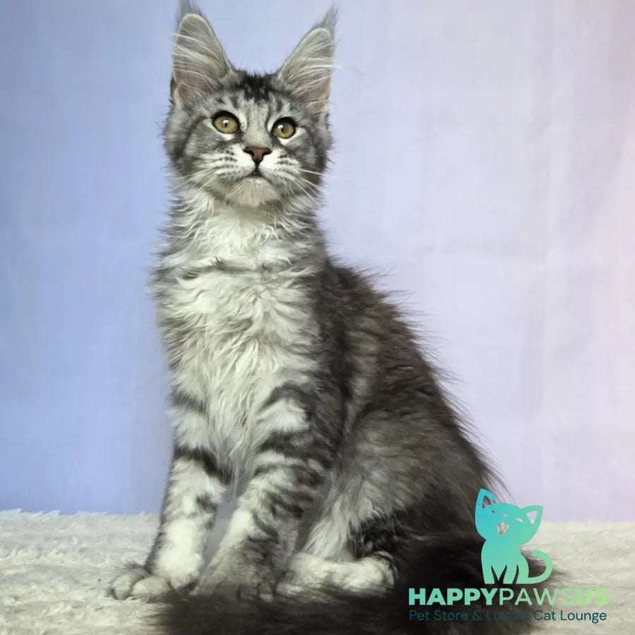 Quetzal Maine Coon female black silver ticked tabby - live animals