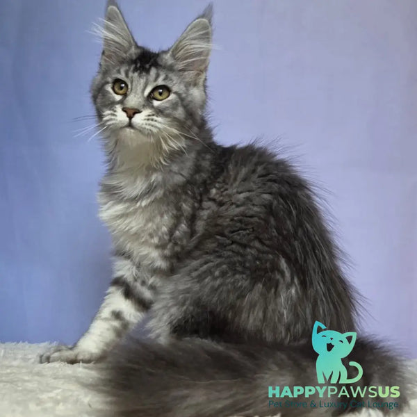 Quetzal Maine Coon female black silver ticked tabby - live animals