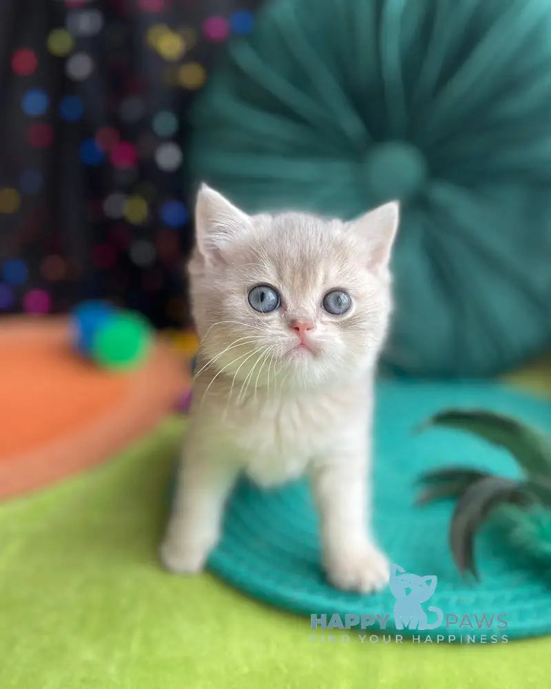 Quevin British Shorthair male blue golden shaded live animals