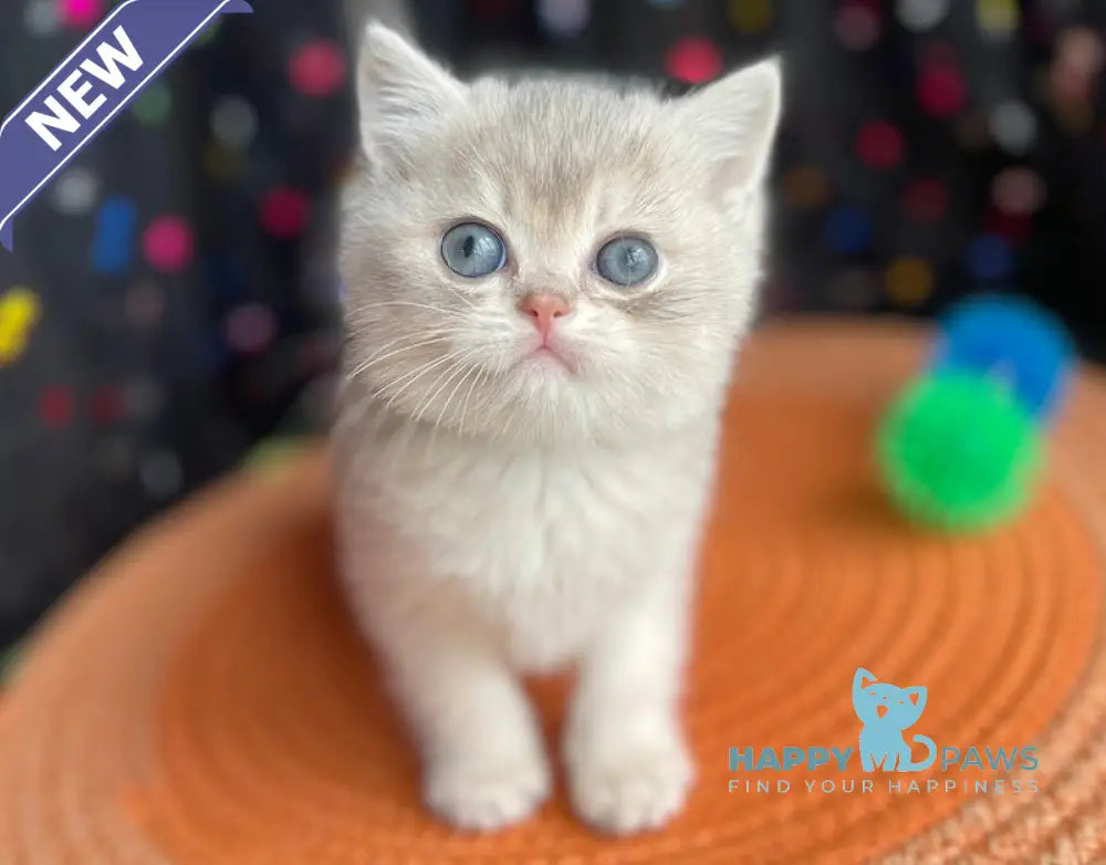 Quevin British Shorthair male blue golden shaded live animals