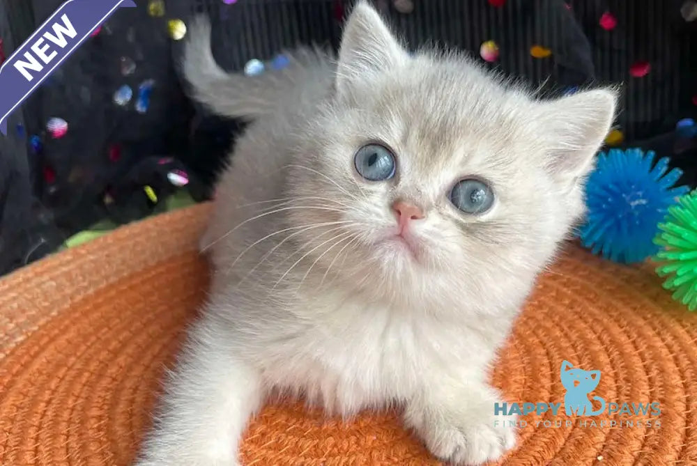 Quevin British Shorthair male blue golden shaded live animals