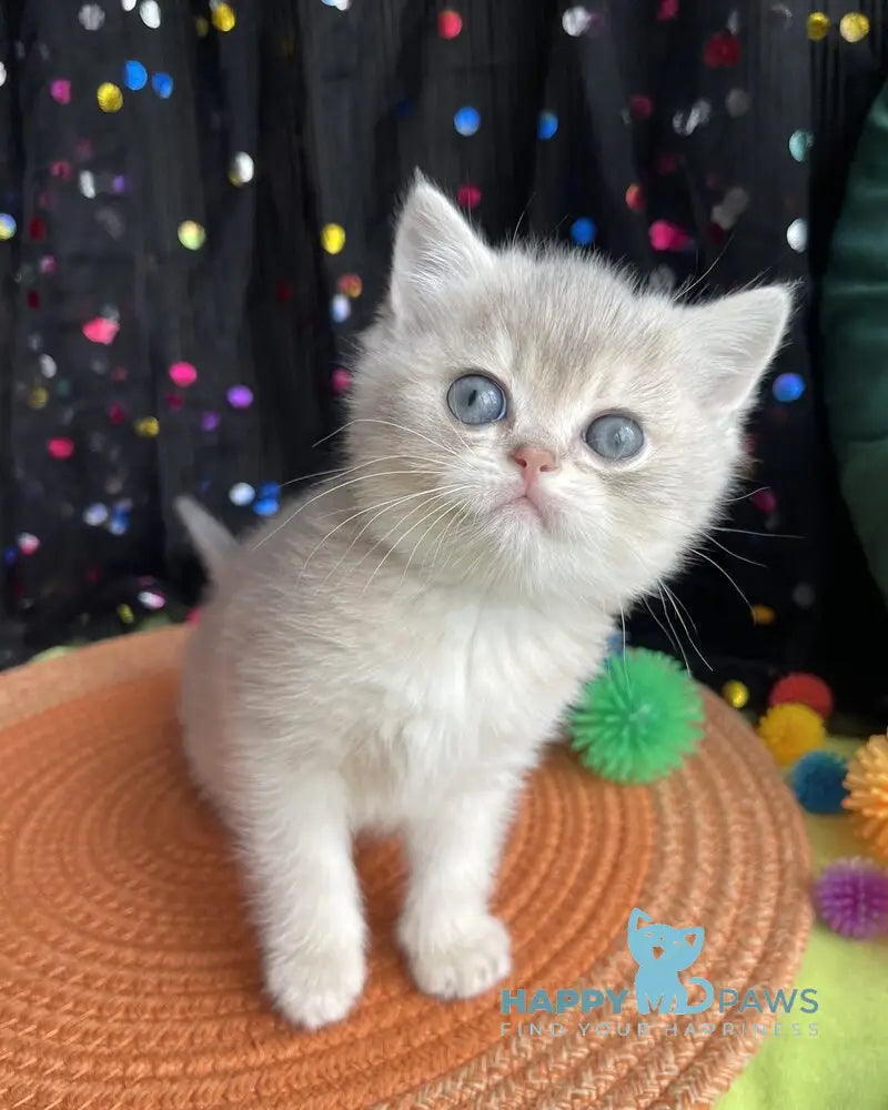 Quevin British Shorthair male blue golden shaded live animals