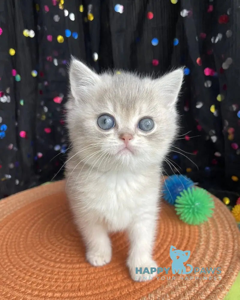 Quevin British Shorthair male blue golden shaded live animals