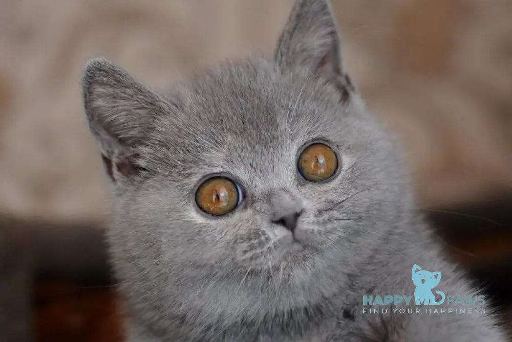 Quiana British Shorthair female blue tortie live animals