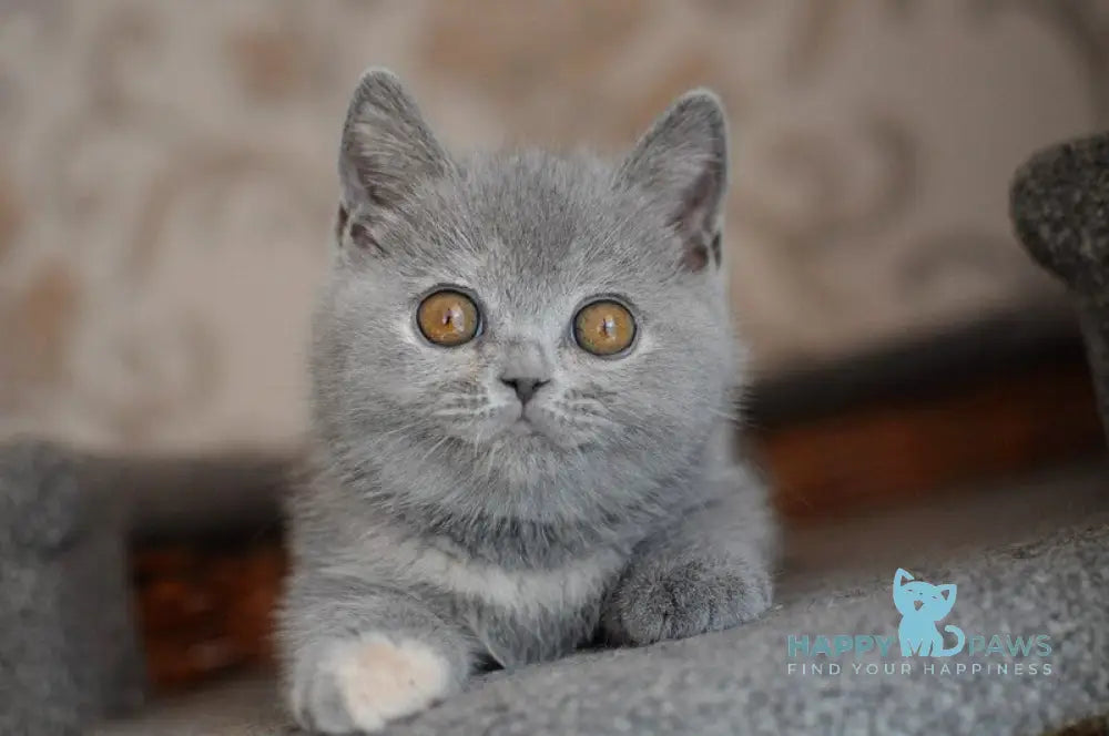 Quiana British Shorthair female blue tortie live animals