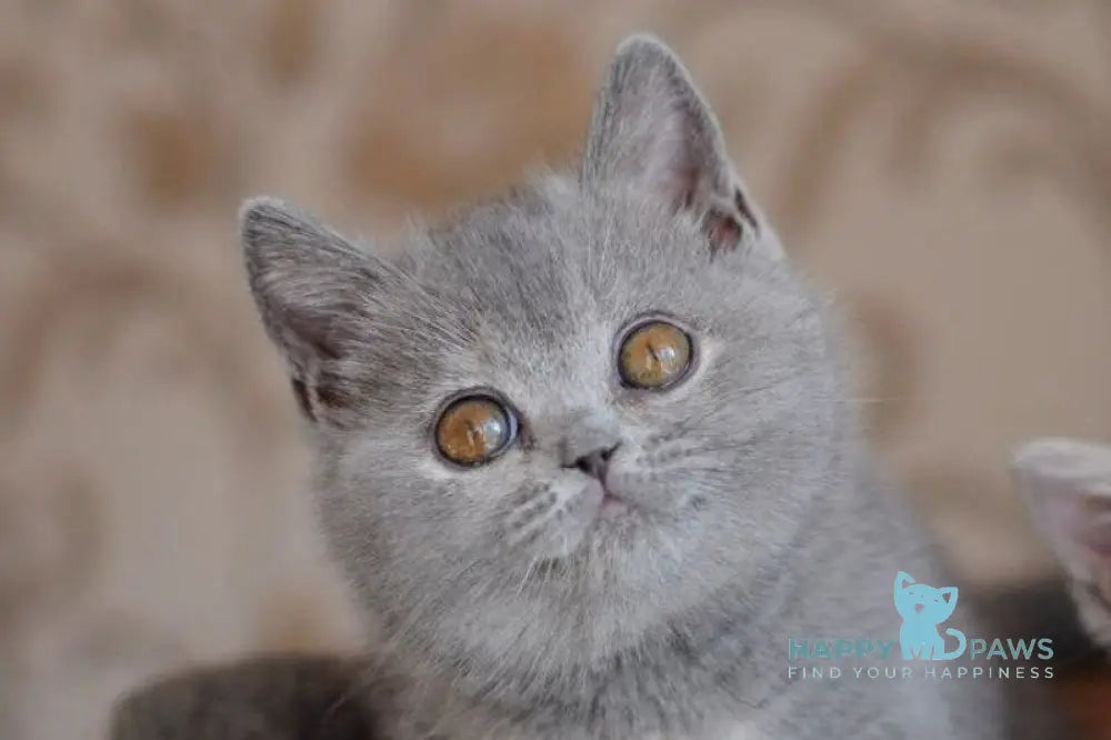 Quiana British Shorthair female blue tortie live animals