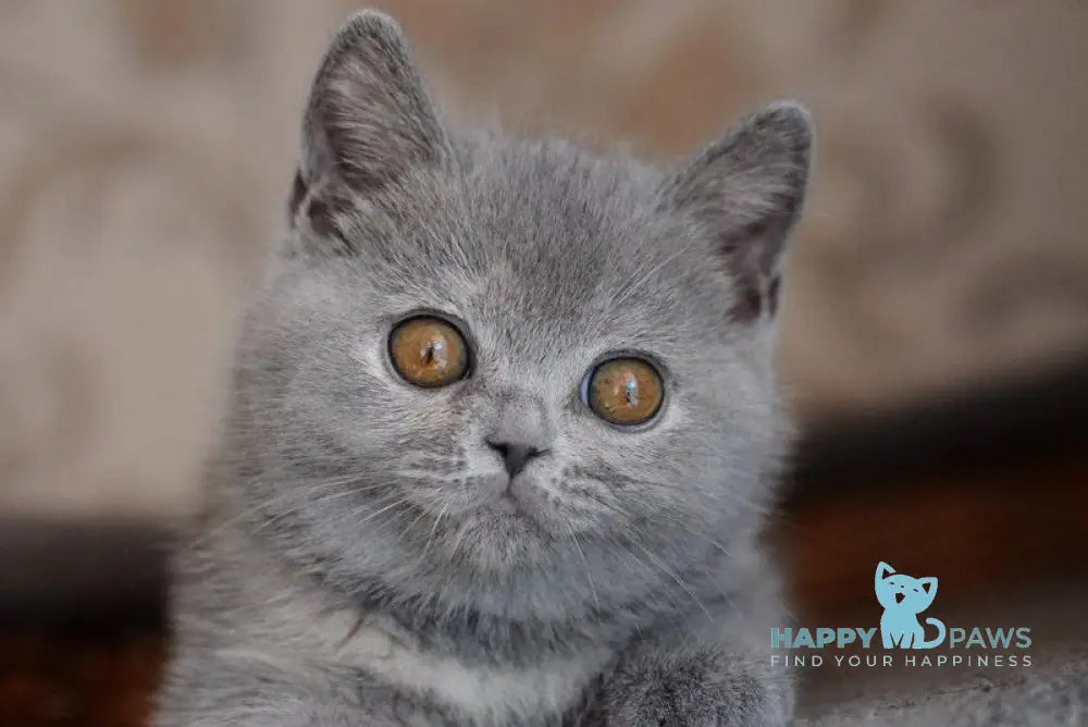 Quiana British Shorthair female blue tortie live animals