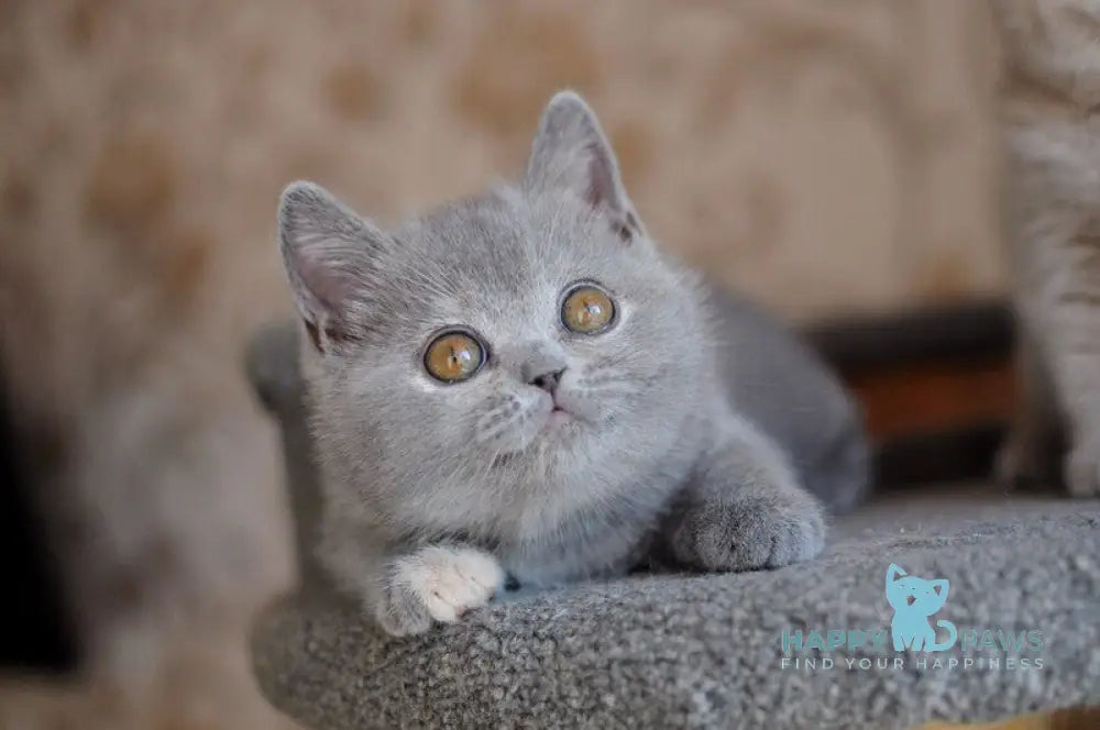Quiana British Shorthair female blue tortie live animals