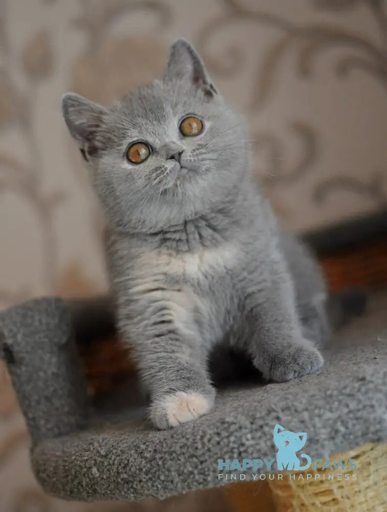 Quiana British Shorthair female blue tortie live animals