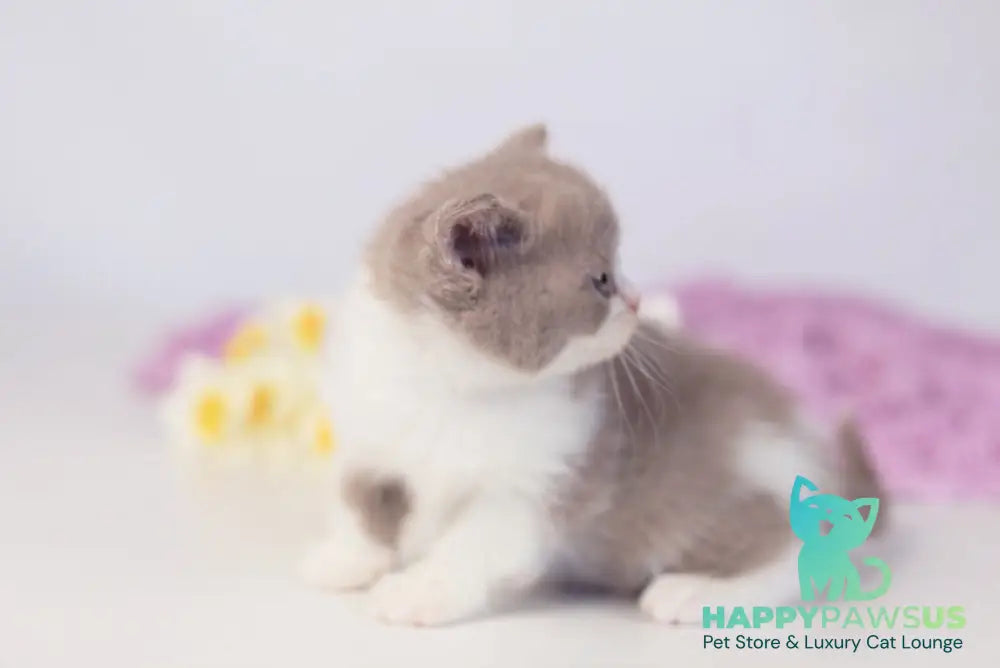 Quiana British Shorthair female lilac bicolour - live animals