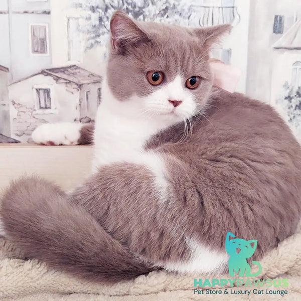Quiana British Shorthair female lilac bicolour - live animals