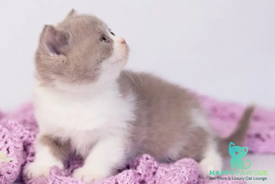 Quiana British Shorthair female lilac bicolour - live animals