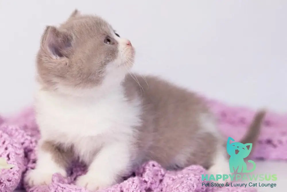 Quiana British Shorthair female lilac bicolour - live animals