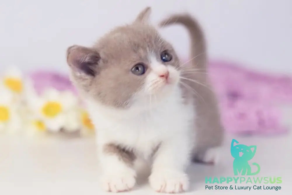 Quiana British Shorthair female lilac bicolour - live animals