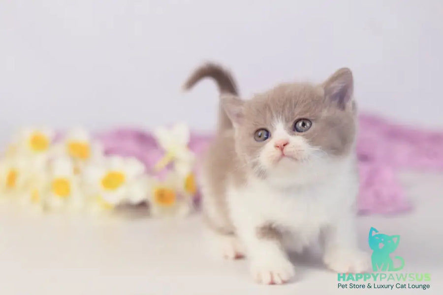 Quiana British Shorthair female lilac bicolour - live animals